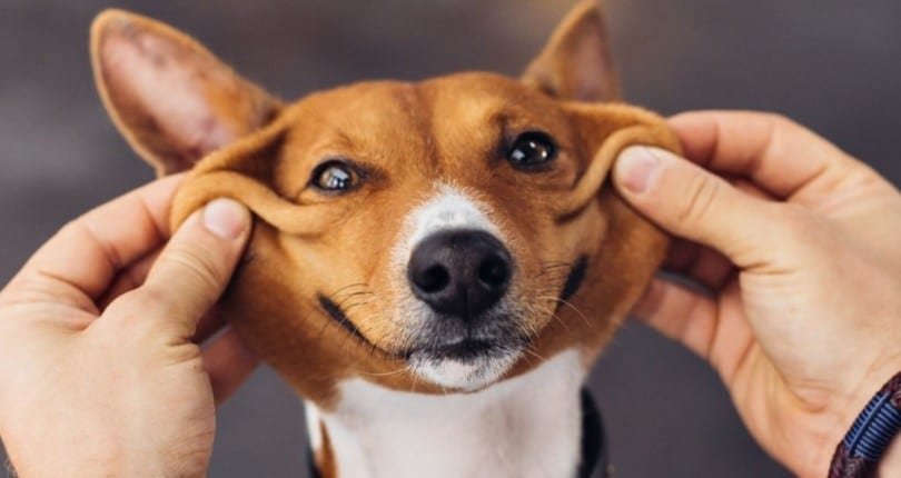 7 dicas para evitar problemas com animais em condomínios