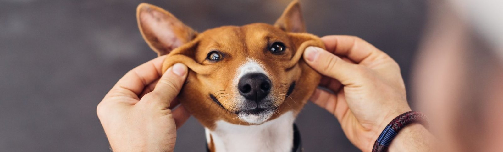 7 dicas para evitar problemas com animais em condomínios